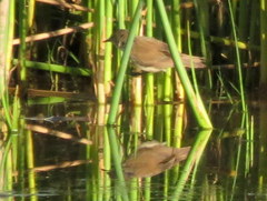 Acrocephalus gracilirostris gracilirostris