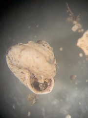 Strobilops