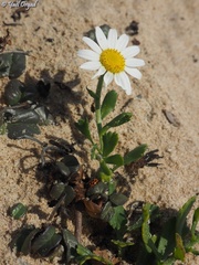 Anthemis leucanthemifolia