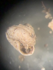 Strobilops