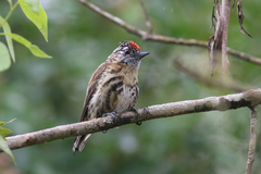 Mottled Piculet photo 2