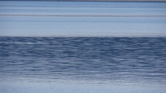 Phocoena phocoena vomerina