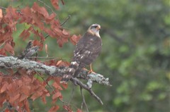 Accipiter ovampensis