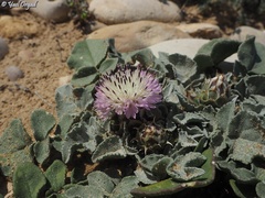 Centaurea pumilio