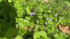 Glechoma hederacea