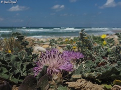 Convolvulus secundus