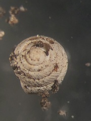 Strobilops