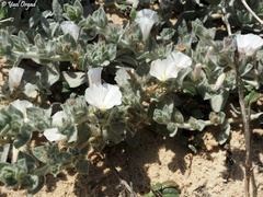 Convolvulus secundus