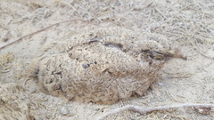 Caprimulgus aegyptius