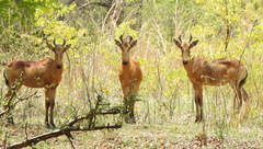Alcelaphus buselaphus lichtensteinii
