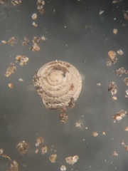Strobilops