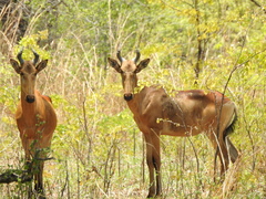 Alcelaphus buselaphus lichtensteinii