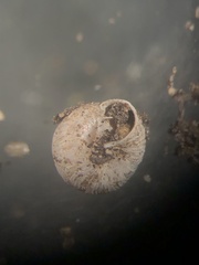 Strobilops