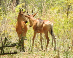 Alcelaphus buselaphus lichtensteinii