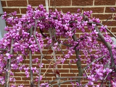 Cercis canadensis