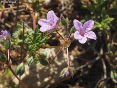 Erodium laciniatum