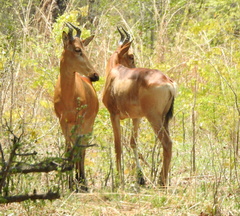 Alcelaphus buselaphus lichtensteinii