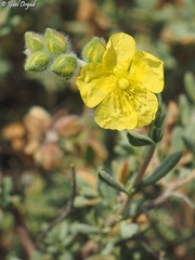 Helianthemum stipulatum