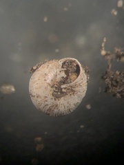 Strobilops