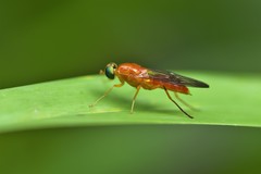 Ptectisargus ranohira