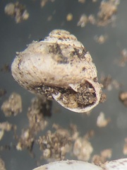 Strobilops