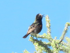 Cinnyris fuscus fuscus