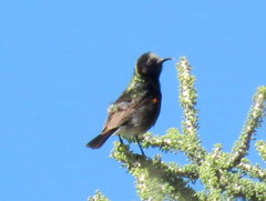 Cinnyris fuscus fuscus