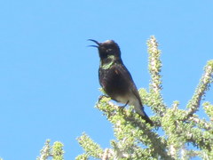 Cinnyris fuscus fuscus