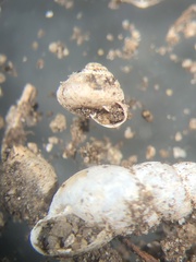 Strobilops