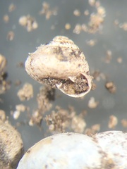 Strobilops