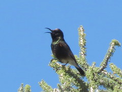 Cinnyris fuscus fuscus