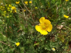 Ranunculus