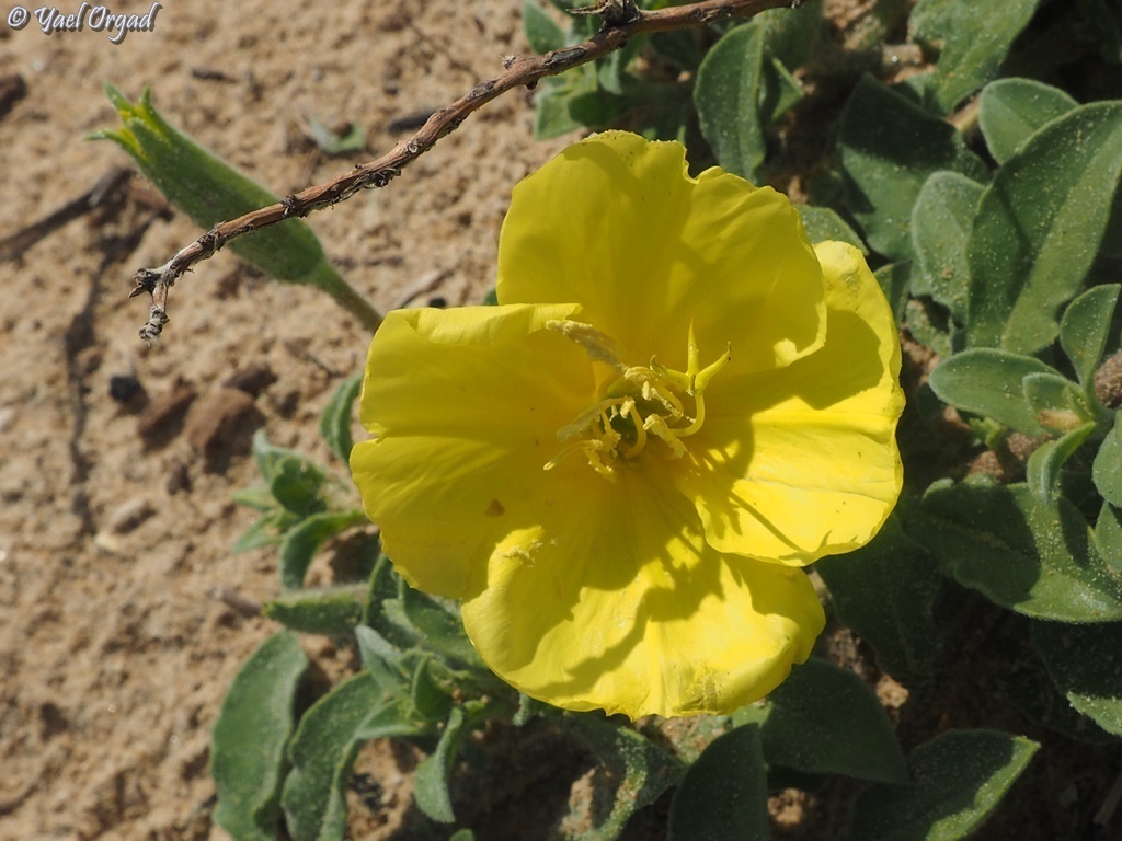 Beach Evening-primrose