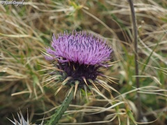 Onopordum carduiforme