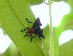 Bromophila caffra