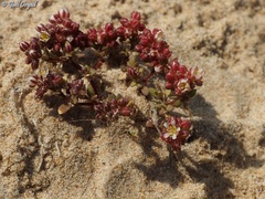 Polycarpon succulentum