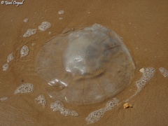 Rhopilema nomadica