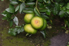Citrus tangerina