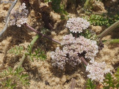Daucus pumilus