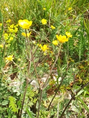 Ranunculus