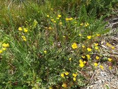 Ranunculus