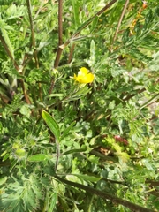 Ranunculus