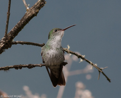 Elliotomyia viridicauda