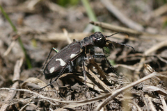 Cicindela longilabris