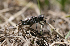Cicindela longilabris