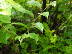 Smilax ovalifolia