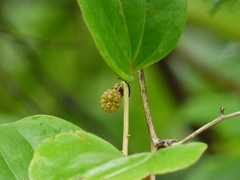 Smilax ovalifolia