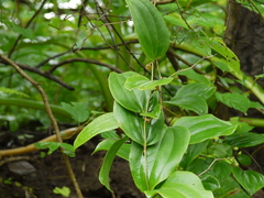 Smilax ovalifolia