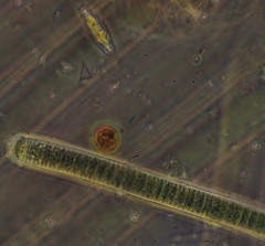 Coscinodiscophycidae