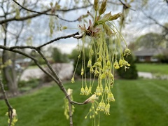 Acer